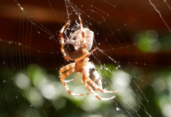 Gartenkreuzspinne (Araneus diadematus)